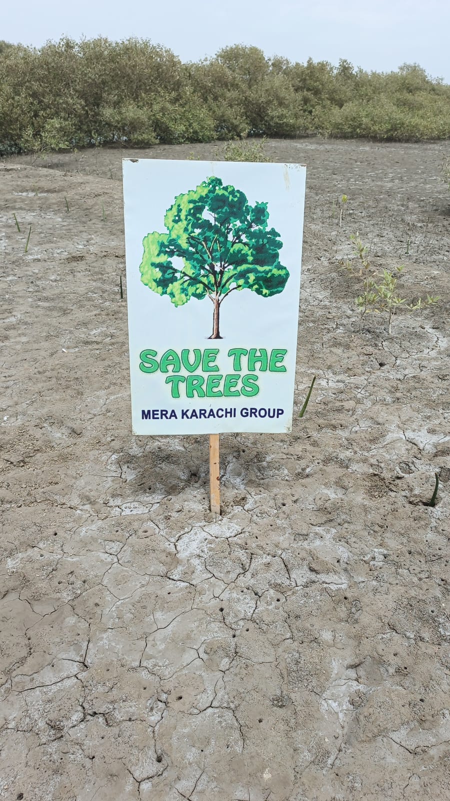 2,500 Mangroves, One Shared Commitment: MasterPeace Pakistan Takes Action for Karachi’s Coast