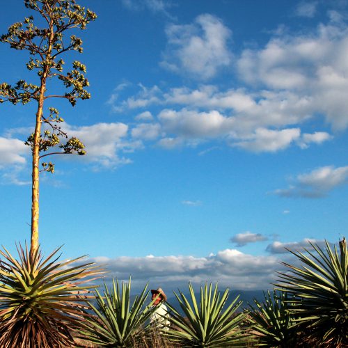MASTERPEACE MEZCAL A DRINK WITH A CAUSE