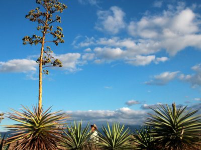 MASTERPEACE MEZCAL A DRINK WITH A CAUSE